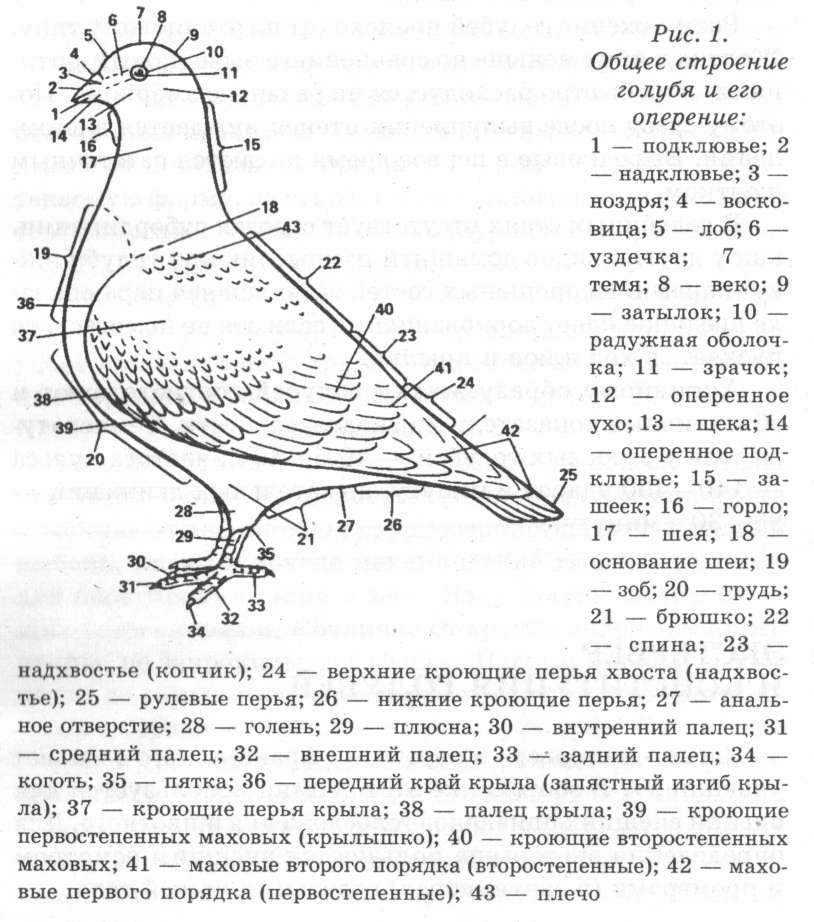 голубь самка и самец отличия. описание внешнего строения голубя. голубь с глазами впереди. строение голубя спереди. органы головы птицы надкльювье подкльве.