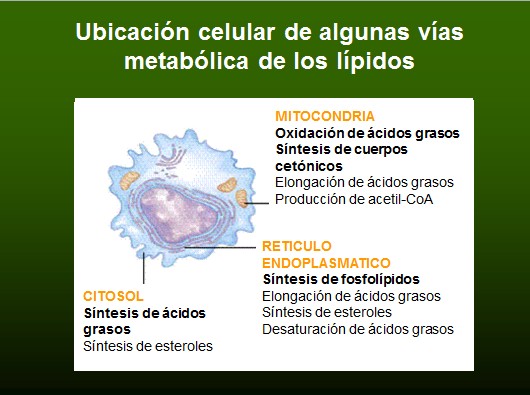 lecciones importantes sobre menú dieta cetogénica
