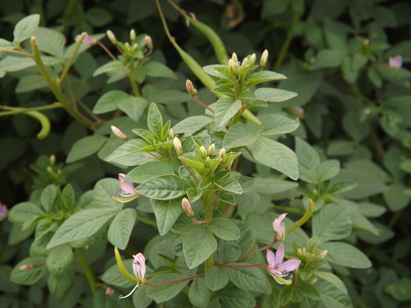 Choto Hurhuri Fringed Spider Flower Cleome Rutidosperma