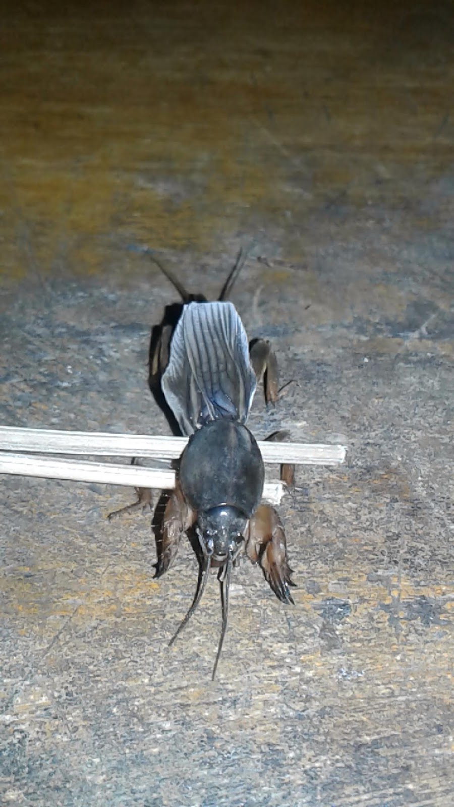 48 Koleksi Gambar Hewan Orong2 Gratis Terbaru Gambar Hewan