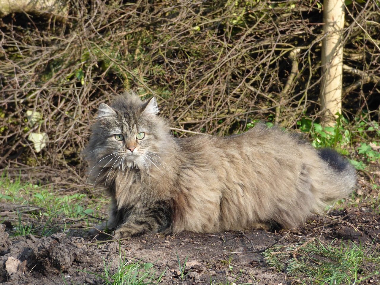 Norwegian Forest Cat Animalix Magazine