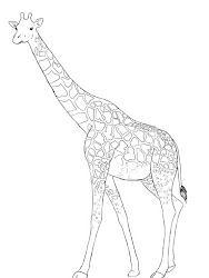 giraffe draw simple pattern tail pencil central complete point should much pretty course
