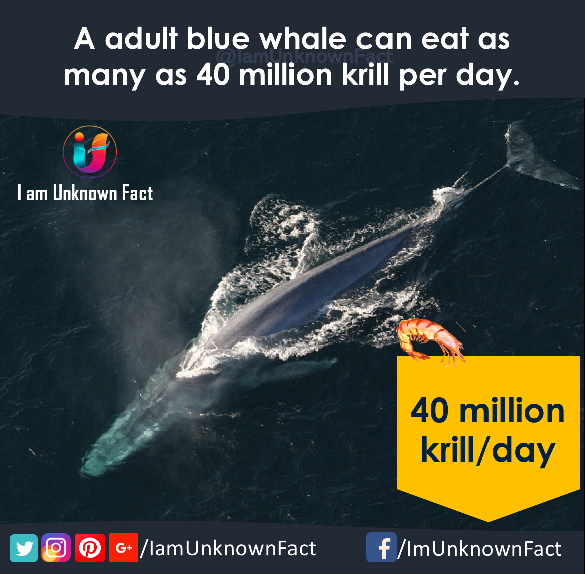 These 9 amazing Blue Whale facts will leave you speechless