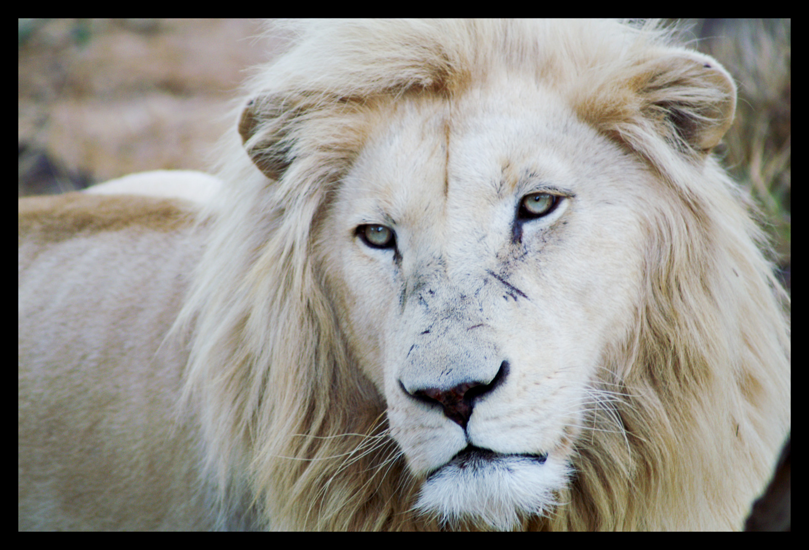 White Lion White Lion