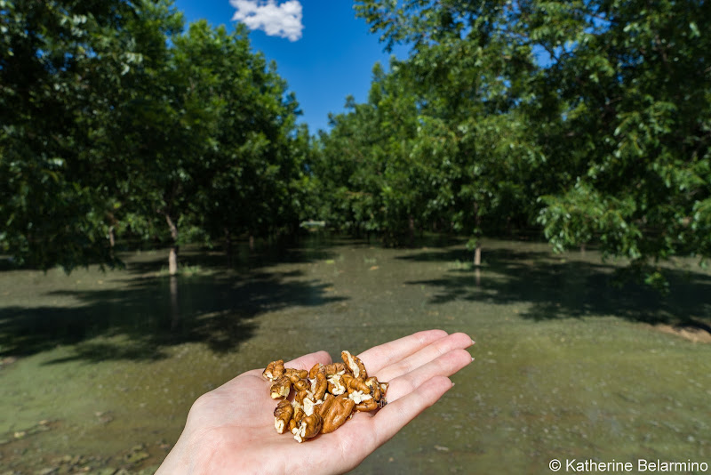 Pecan Groves El Paso Things to Do Texas Weekend Getaway