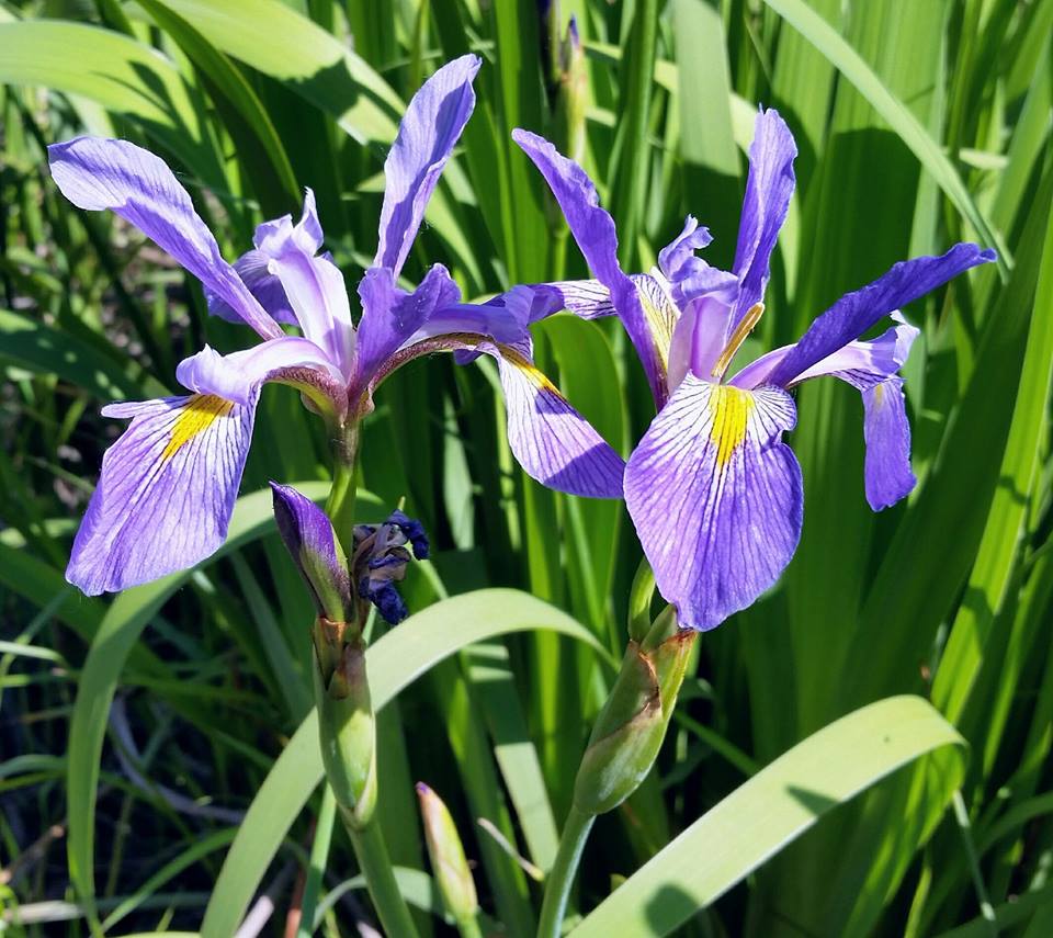 World of Irises US Native Iris A Look at Vernae, Tripetalae, Longipetalae and Laevigatae
