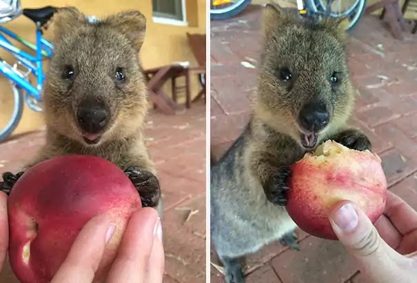 Adorable Pictures Of Quokkas, The Happiest Animals In The World