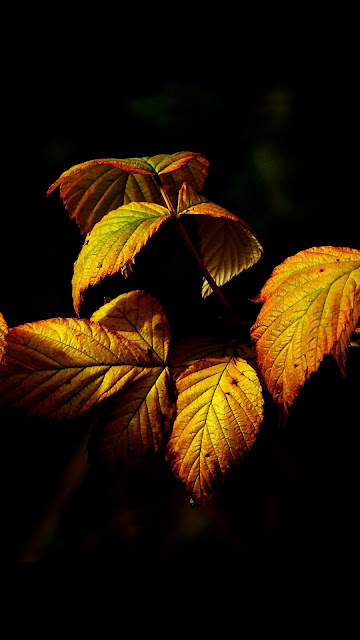 Fall-Leaf-Dark-Nature-iPhone-6-plus-wallpaper.jpg