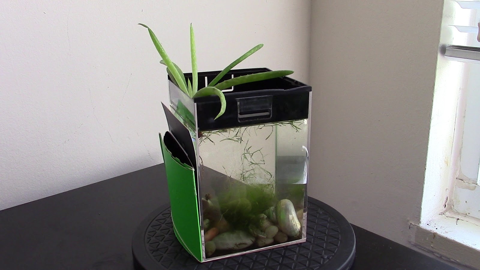 Random Bits Algae control in aquarium