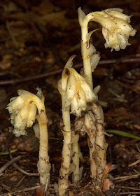 Yellow Bird's-nest, Monotropa hypopitys.  High Elms Country Park, 21 July 2012.