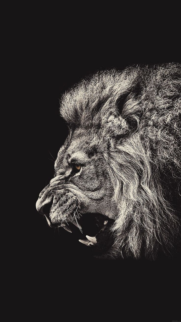 Lion Wallpaper For Iphone - HD Wallpapers