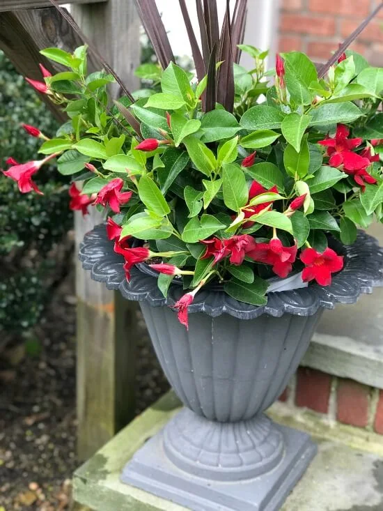 Dipladenia flowers in iron urns on the front stoop