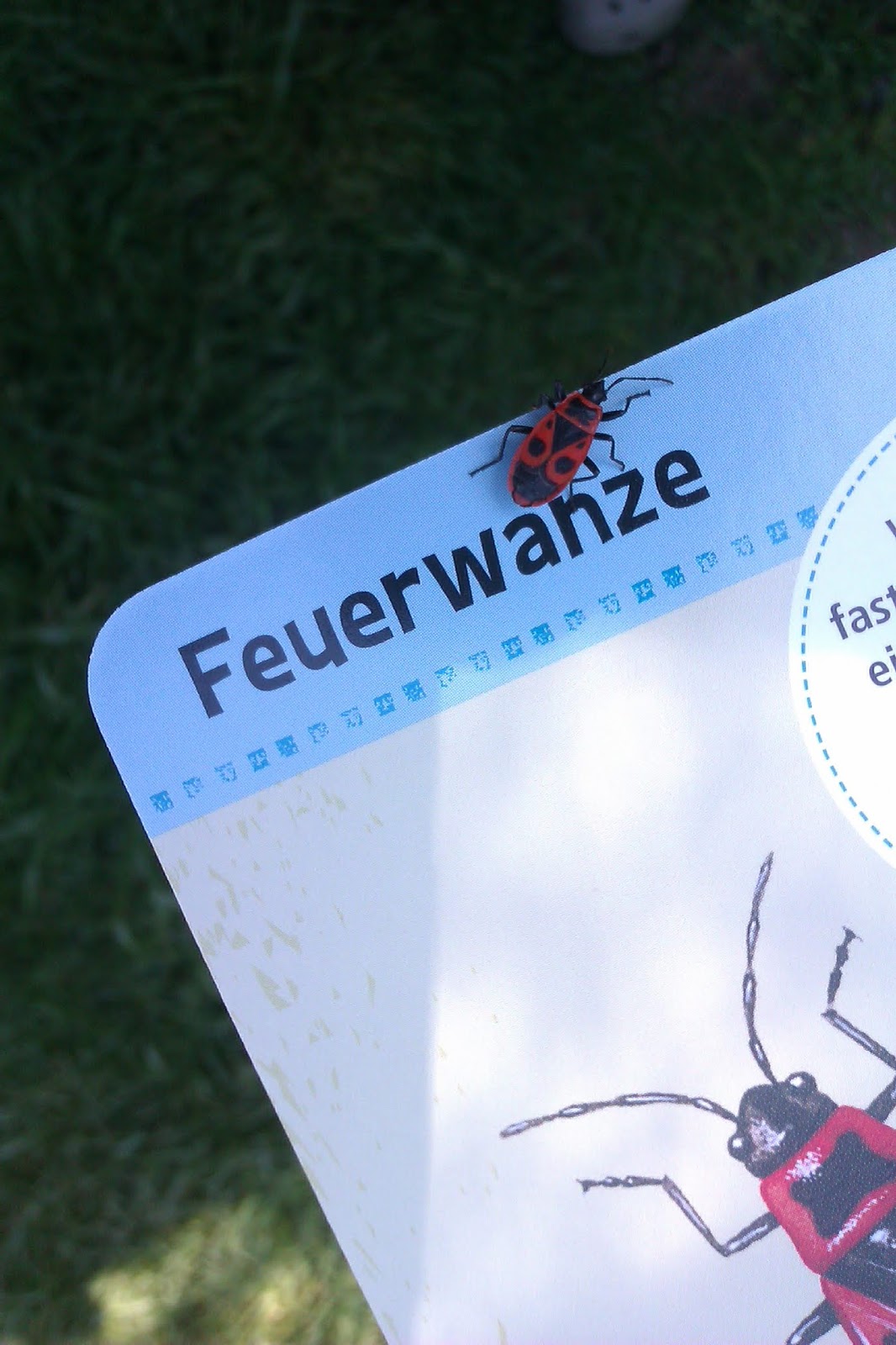 Frau Frieda Insektensommer Oder Feuerwanzen