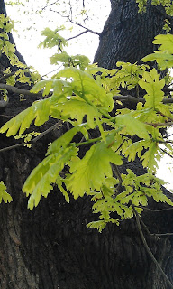 Quercus robur - Oak Tree Brockwell Park Bricked Up 