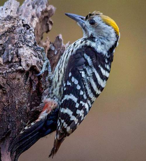 Indian birds -
 Image of Brown-fronted woodpecker - Leiopicus auriceps