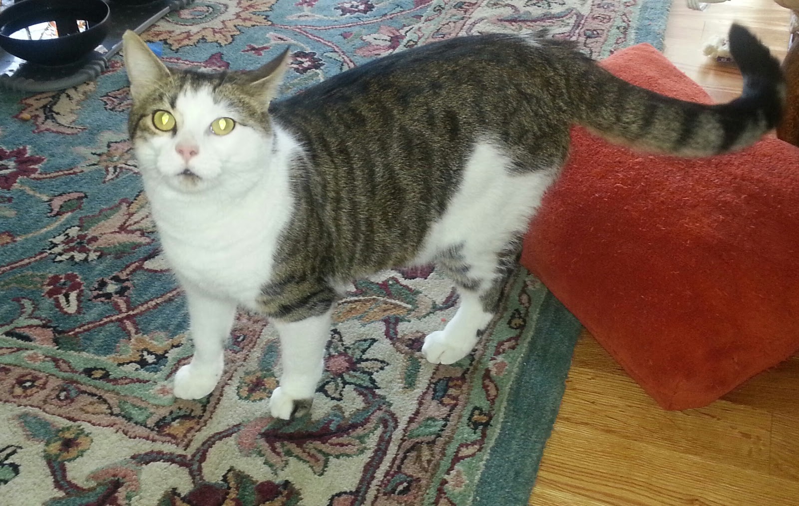 Tail Wagging Pet Sitting Ct Pet Sitting/Dog Walking Portland Ct