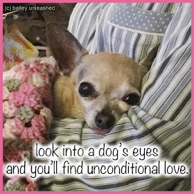 look into a dog's eyes and you’ll find unconditional love