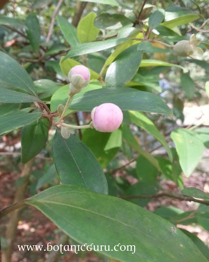 Rhodomyrtus tomentosa, Rose Myrtle flower bud