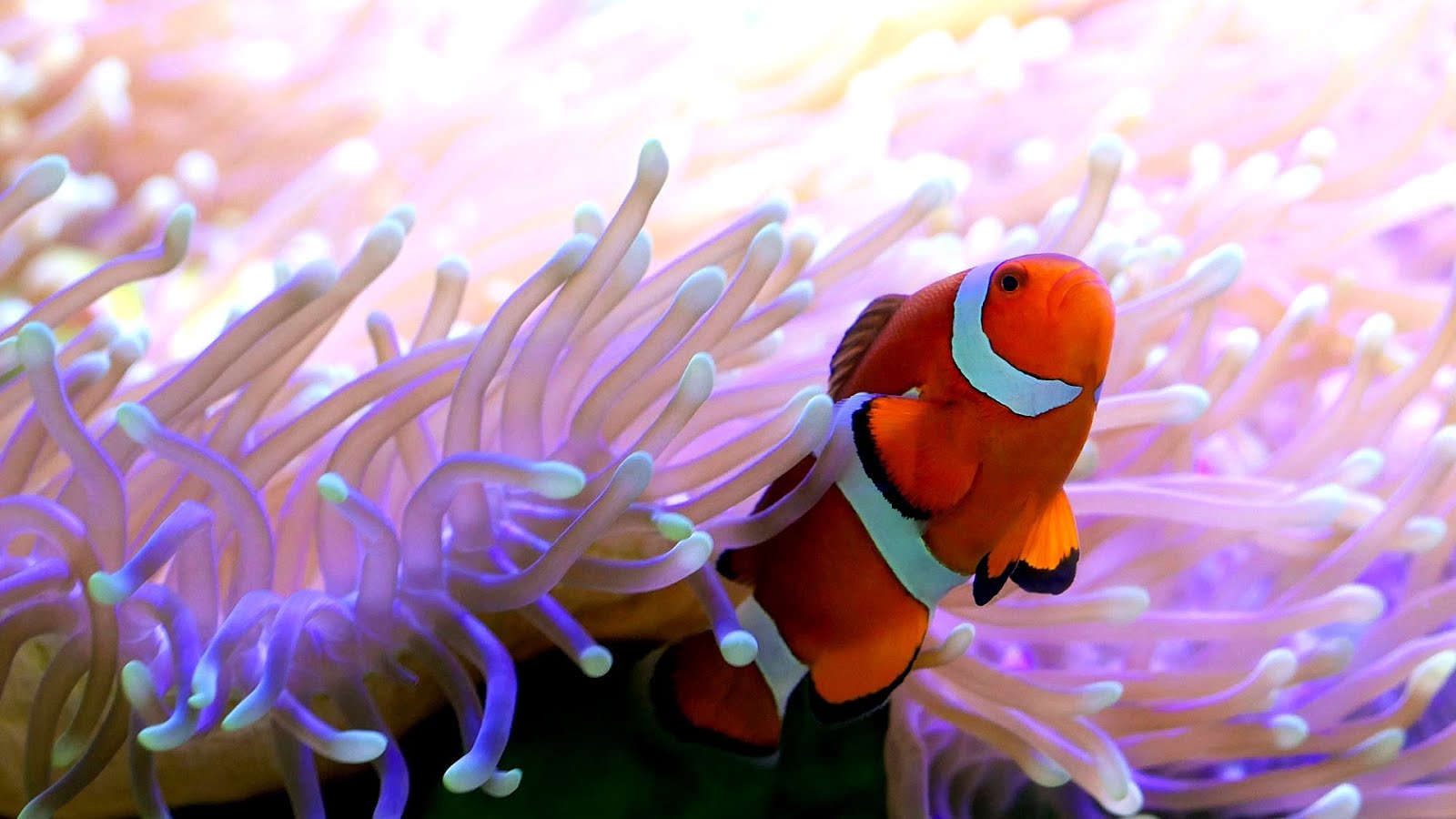 Harriet L. Wilkes Honors College Marine - Marine Choices Harriet L. Wilkes Honors College Marine - Marine Choices