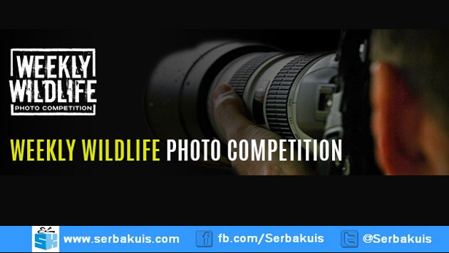 Kontes Foto Weekly Wildlife Berhadiah T-Shirt Eksklusif
