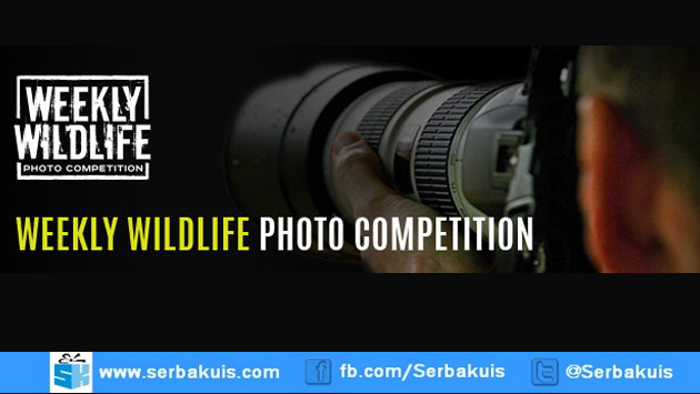 Kontes Foto Weekly Wildlife Berhadiah T-Shirt Eksklusif Kontes Foto Weekly Wildlife Berhadiah T-Shirt Eksklusif