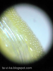 Пестик цветка в микроскоп