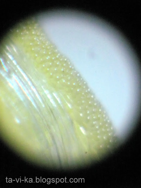 Пестик цветка в микроскоп