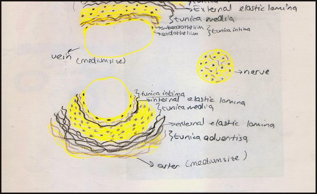 Cardiovascular (Circulatory) System