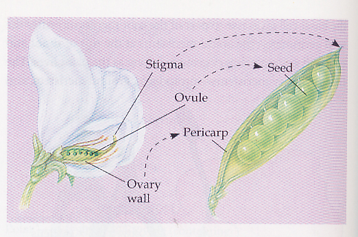 Latihan Soal PolaPola Hereditas