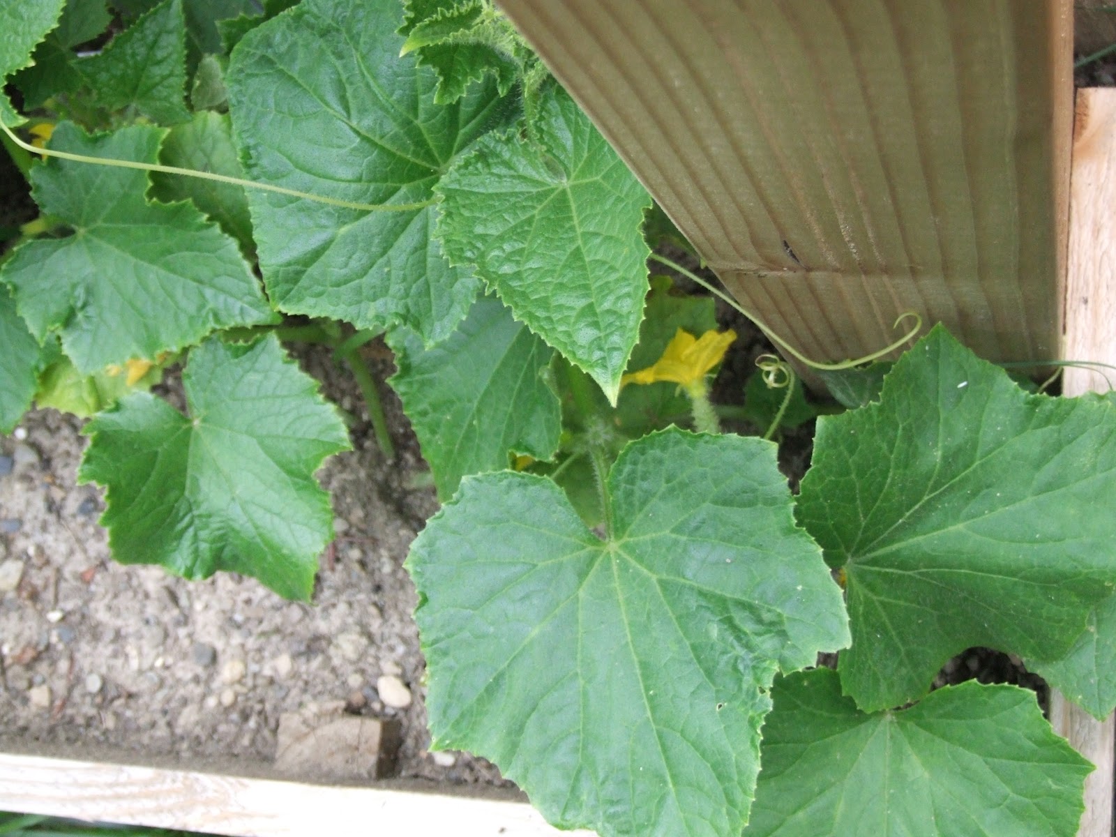 Simple Garden Made Easy Around the garden cucumbers, squash etc.