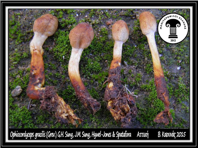 Ophiocordyceps gracilis (Grev.) G.H. Sung, J.M. Sung, Hywel-Jones & Spatafora