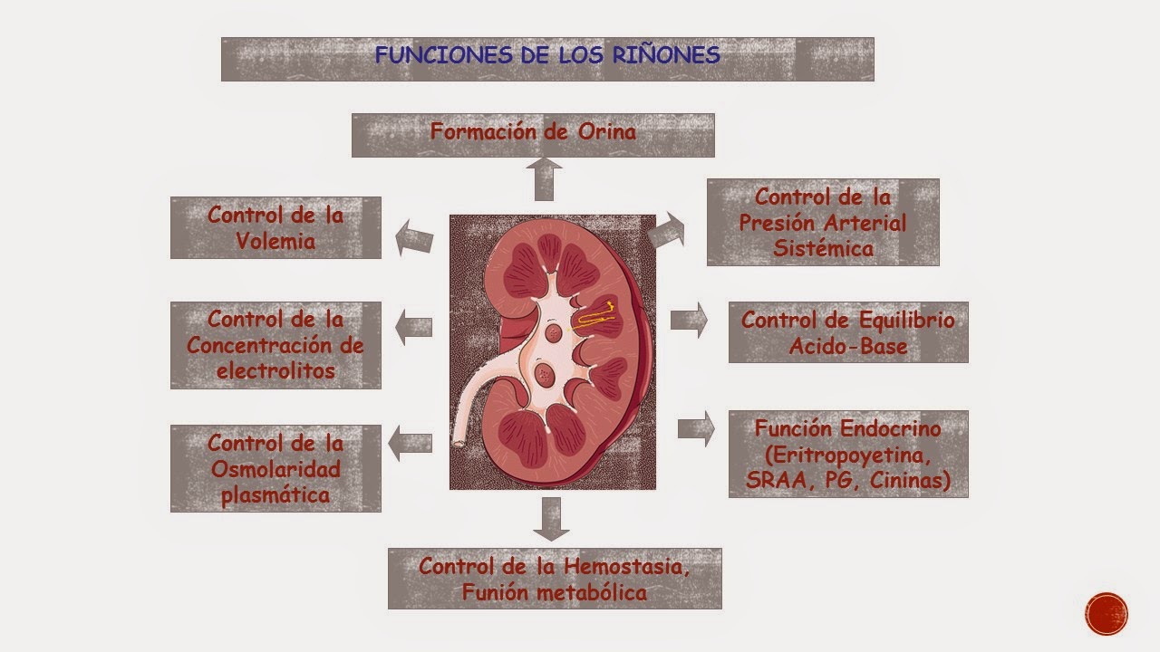 Fisiología Basica de Rafael Oswaldo Pacheco I.: GENERALIDADES DE RIÑON