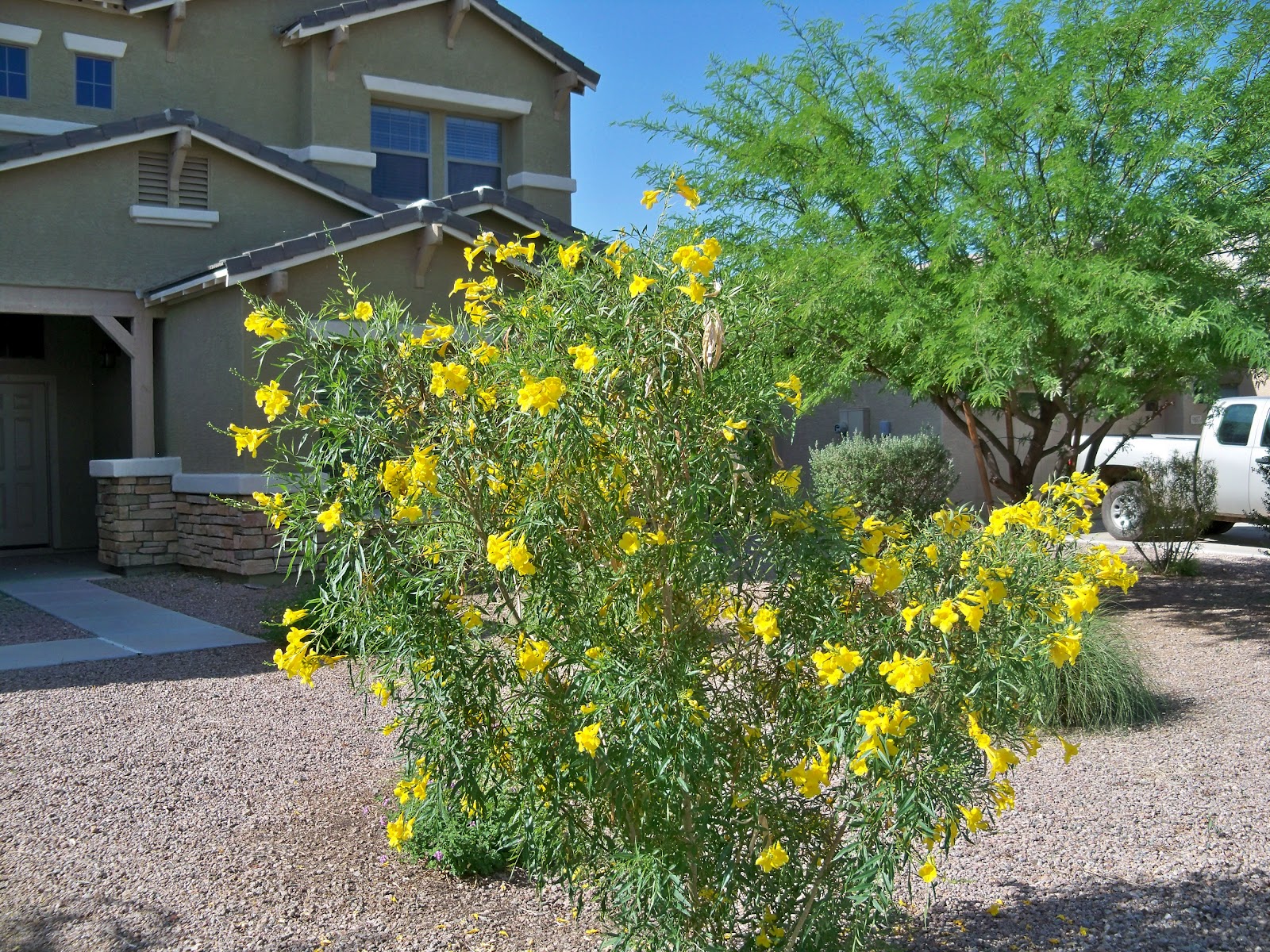 Quilts and Other Good Things Spring in Arizona!