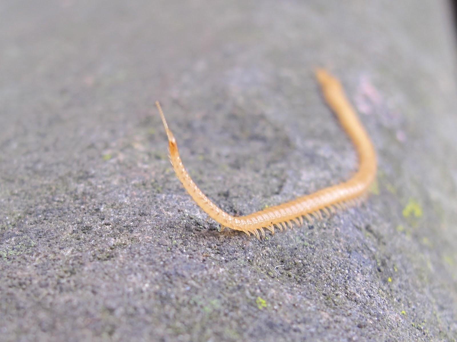 BugBlog Centipede on a walkabout