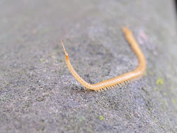 centipede head tail its walkabout sniffing lifted 1596 november