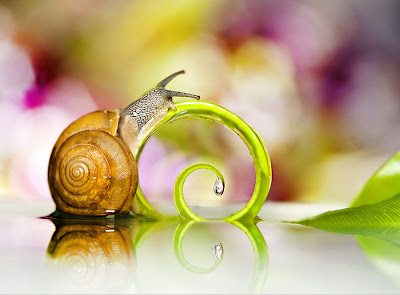 Caracol - Snail (Pequeños bichos del Bosque)