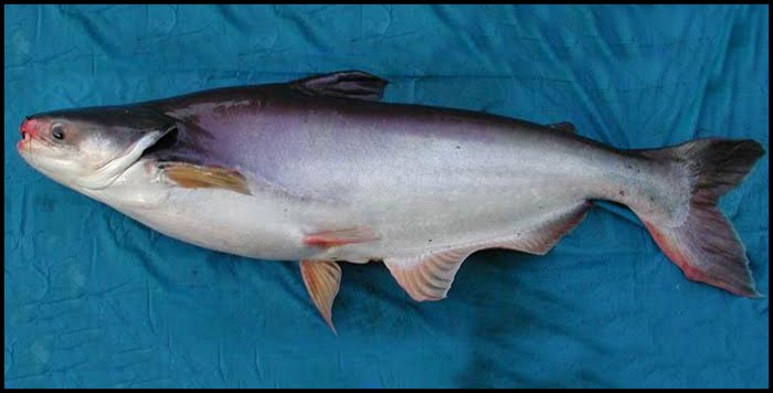 Umpan Ikan Patin Sederhana Namun Ampuh Untuk Digunakan ~ Resep Umpan