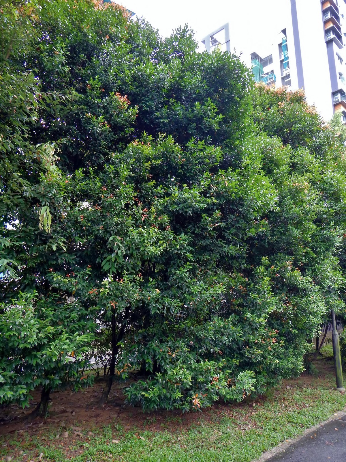 Montreal Green Park Australian BrushCherry