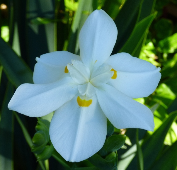 The Reflective Gardener Lord Howe Island
