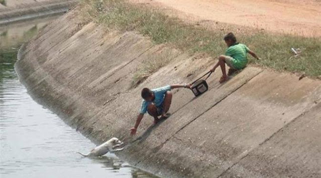 Foto-Foto Penyelamatan Hewan Ini Bakal Bikin Hatimu Mencair Sungguh Sangat Mengharukan Foto-Foto Penyelamatan Hewan Ini Bakal Bikin Hatimu Mencair Sungguh Sangat Mengharukan