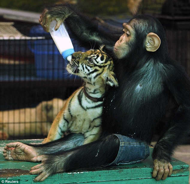Gambar Menarik Bila monyet umpama seorang ibu pada sang 