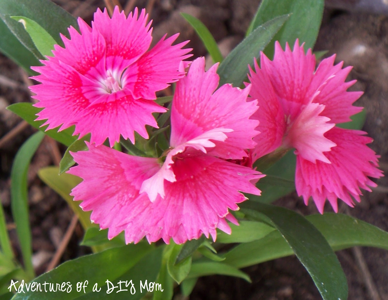 Garden Chronicles Episcia Collection Growing On Pebbles