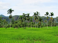 panorama,hijau,pokok,padi,sawah,bendang,huma