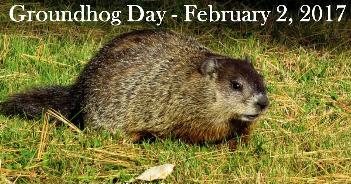 groundhog day in pa god s writer homeschooling faith and family groundhog day in pa god s writer homeschooling faith and family