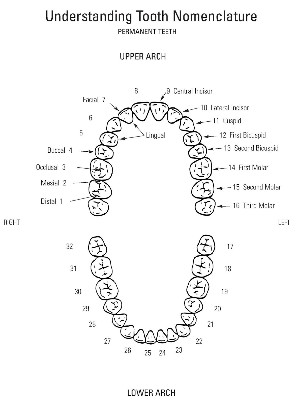 Про зубы на английском. Teeth diagram. Teeth names. 18 Зуб. Names of Teeth in English.