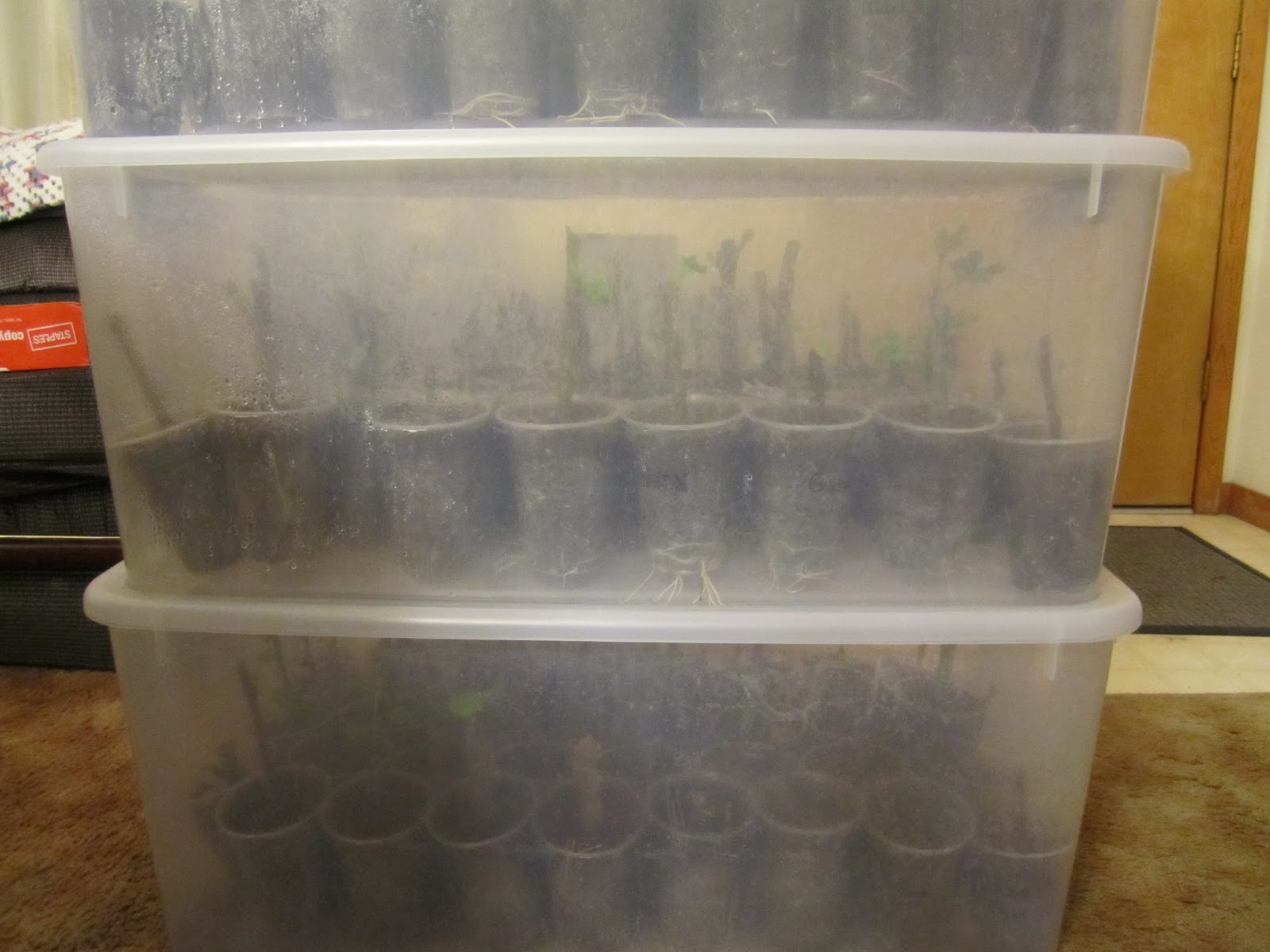 [IMG_0899%2B-%2Bfig%2Broots]