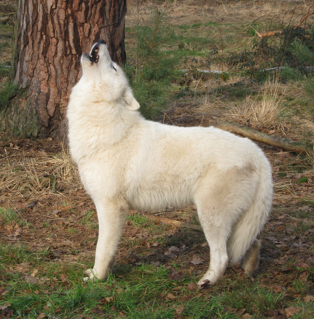 Canis lupus albus