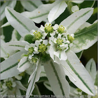 Euphorbia marginata flowers  - Wilczomlecz białobrzegi  kwiaty