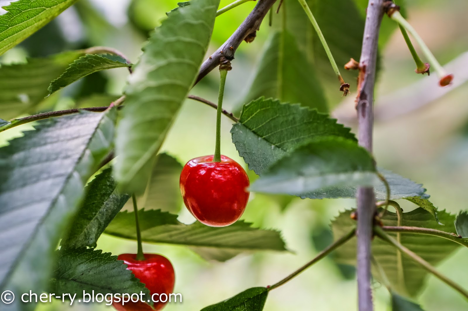 Life of a Lil Notti Monkey Cherry Picking Cherries, Hokkaido