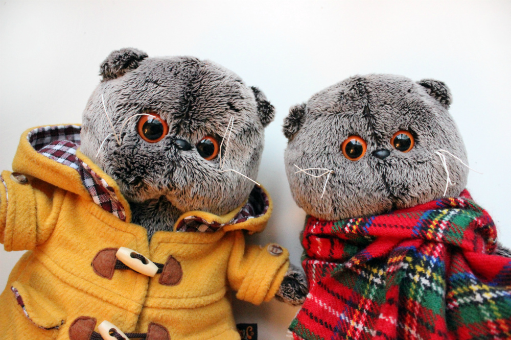 И. Канал басиков. Басик тв. Шотландский вислоухий кот басик. Шьем одежду для басика.